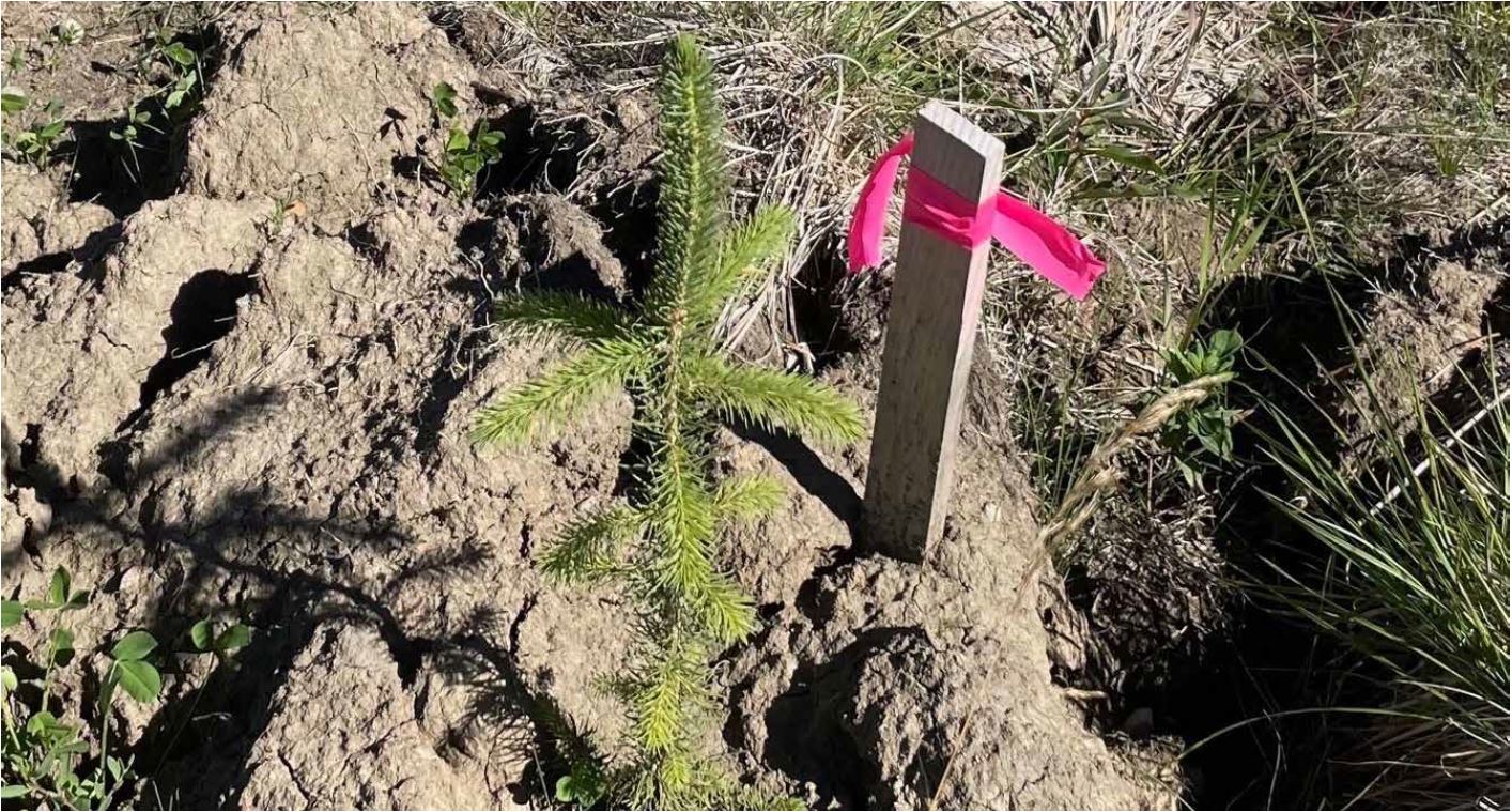 planting seedlings