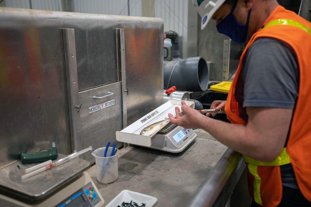 A biologist samples and tags a mountain whitefish at the temporary upstream fish passage facility before it is released back into the river upstream of the dam site. | June 2021