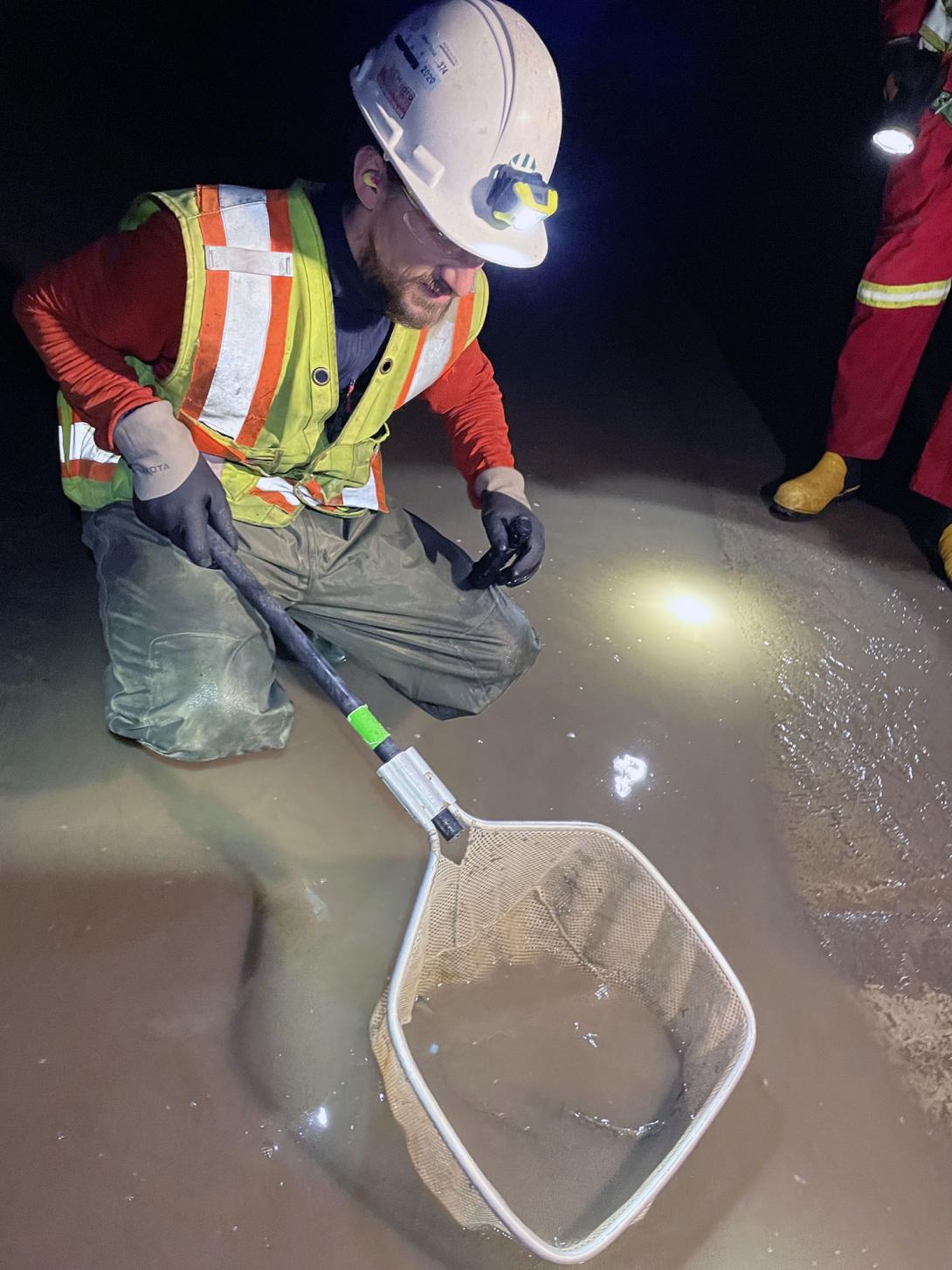 Fish are rescued after the diversion tunnel was closed and drained. | June 2023